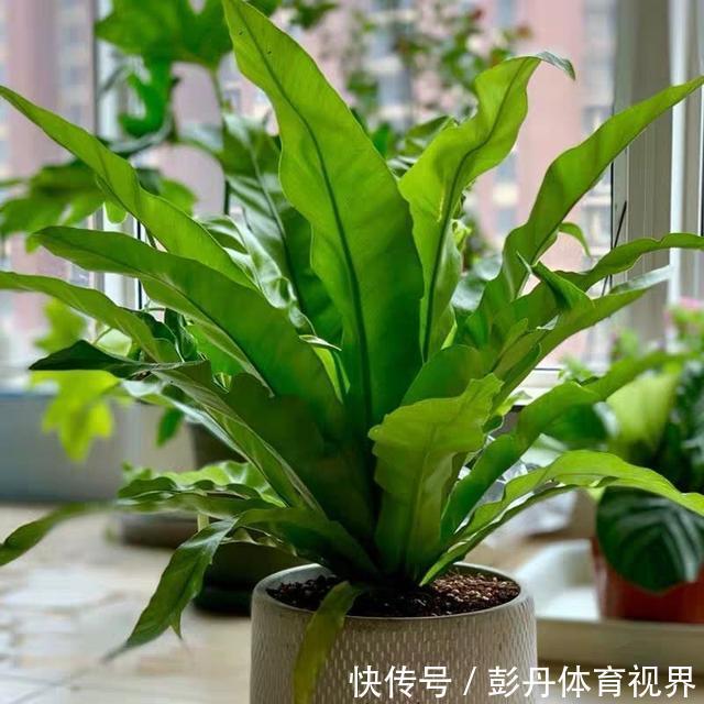 植物|室内养花“别乱放”，5个地方不适合，养一盆枯一盆