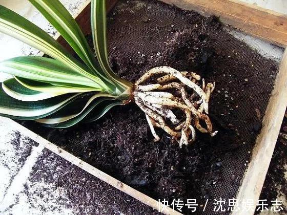 土壤|花盆里长虫子土壤“消消毒”才关键，教你3招，养啥都放心
