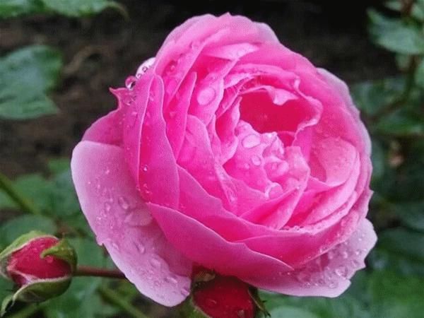 月季|花开成墙！杨浦顺平路上2520株月季正盛开~