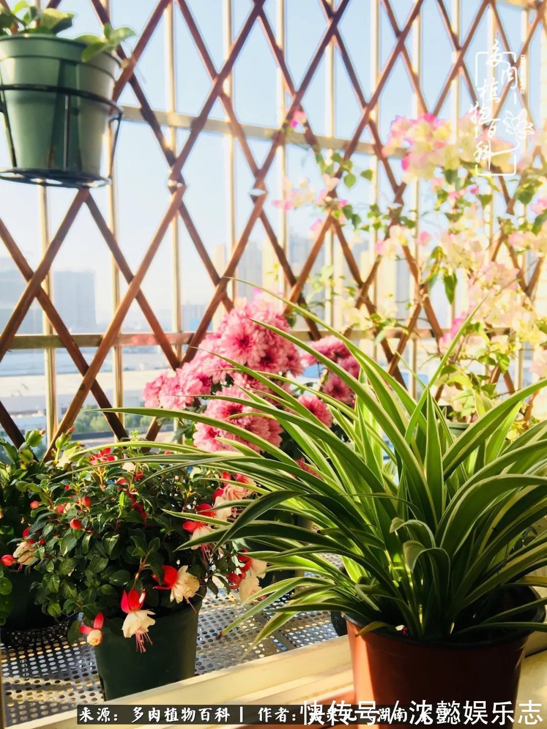 阳台党|邂逅多肉,爱折腾的阳台党,总能收获简单纯粹的快乐!