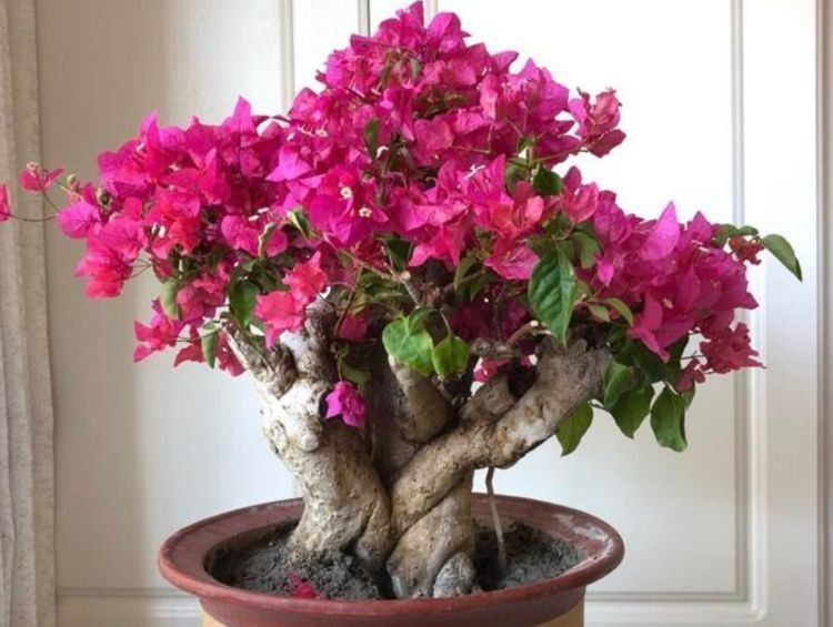 遇见你|比香水还香的几种花，家里养一盆，花香四溢，花儿轻松开爆盆