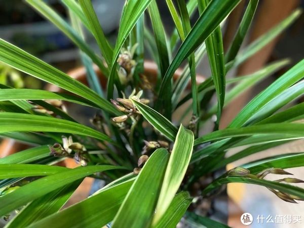 给兰花新手养护的一点心得