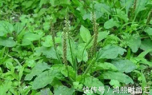 嫩叶|农村一种“救命草”,食用价值很高,不仅能吃还能泡茶