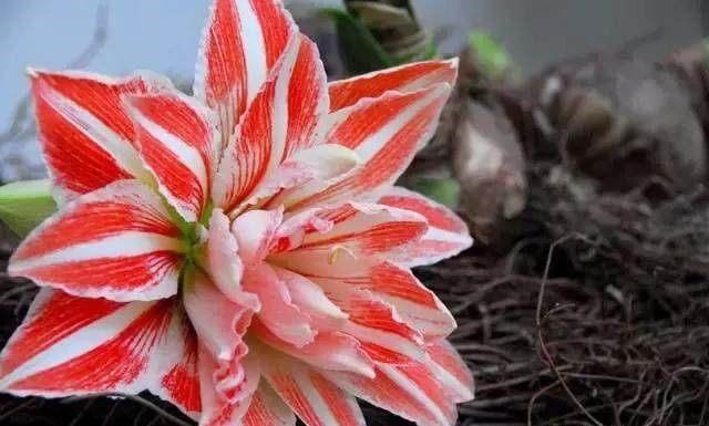  花花草草|老头无意捡到“洋葱头”,种下后开出这种“花”,羡慕死我了!