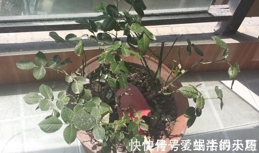 蚧壳虫|养月季,不用怕蚧壳虫、红蜘蛛、蚜虫,这么一处理问题全解决了
