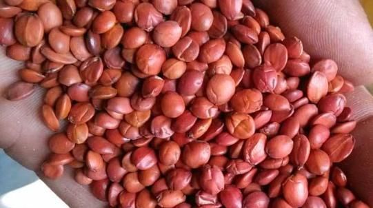 夜晚失眠睡不着,记住4味小药,家家户户有,简单又有效