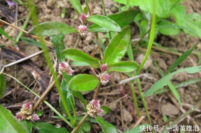 有兩種野草在農村隨處可見，總是被視而不見，卻是很珍貴的藥材