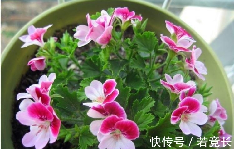 4种花不怕热不怕冷，对待新手超友好，美得让人毫无抵抗力