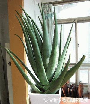 不管你养不养花,3种花,总要养1盆,能缓解疲劳,还能杀病菌