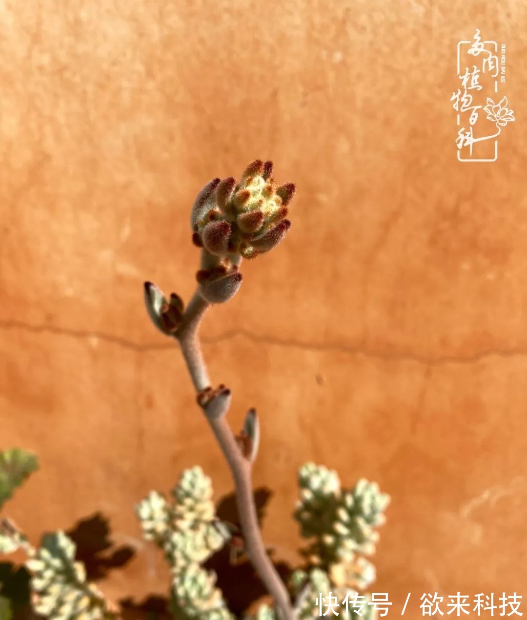 柴米油盐的日子,养几盆多肉吧,为生活添几抹色彩!