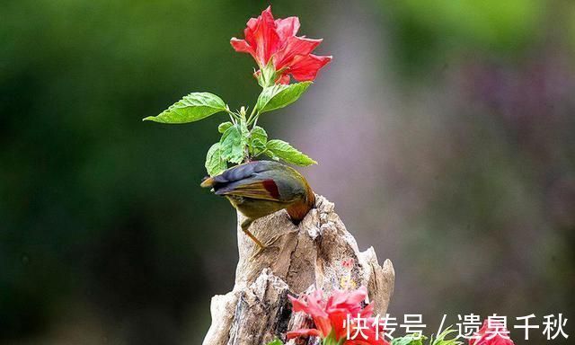 琵琶行！白居易一首冷门情诗，通俗易懂，感情真挚，很多人以为是现代诗