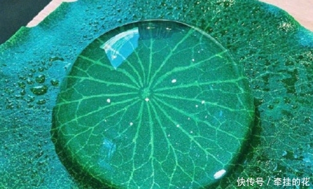 这是不是荷叶上的露珠呀？错，这是日本的一种传统小吃