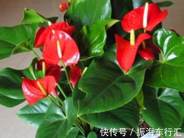 中国人讲究喜,4种“招财”花富贵喜庆,寓意牛年好运财源滚滚来