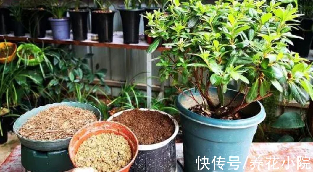 养花先“养根”,3个“小方法”,根系疯长,枝叶繁茂