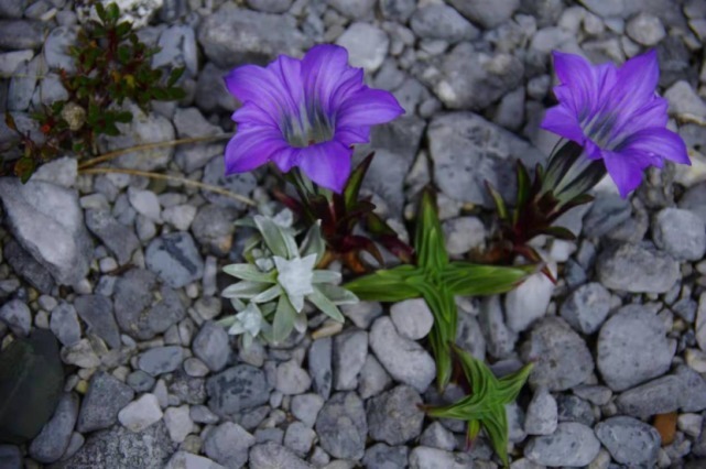 生物|杨向红镜头下的玉龙雪山奇花异草，见证了丽江生物多样性之美