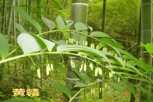  李时珍|李时珍称它是血气双补之王，男女多饮用，受益一生