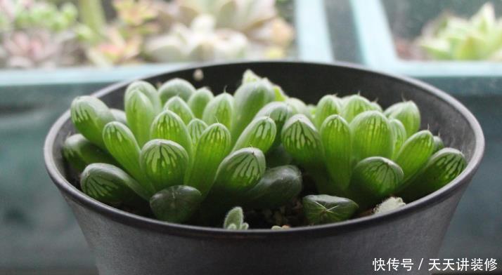 花盆|夏养多肉做好3点,黑腐化水问题不上门