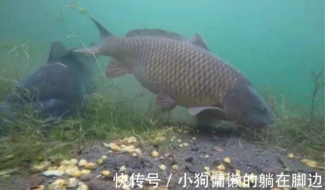 秋天鱼反而难钓不了解鱼的“套路”，鱼再多你也钓不到
