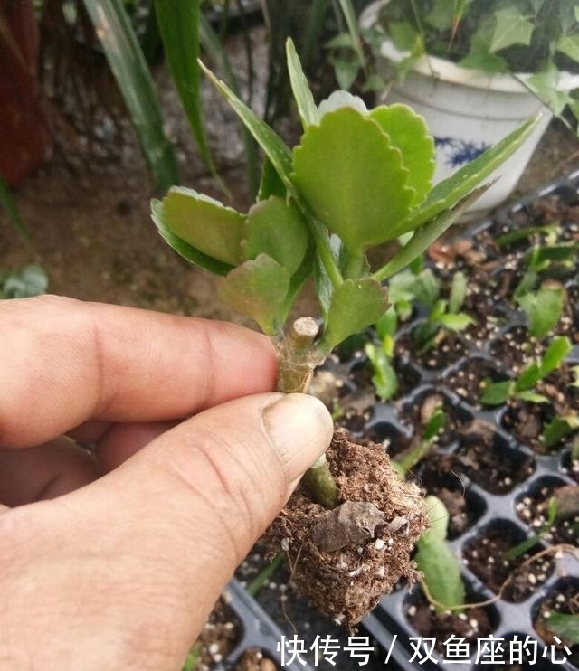 长寿花“夏必死”?避开误区“撒欢长”,还能再绽放小半年