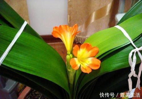 啤酒|君子兰风信子夹箭不开花,简单1招,把花拽出来!