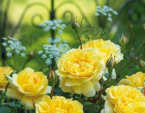 多头勤花|此花卉漂亮,仙气十足,花香怡人,花期长花量大,好养,盆栽佳品