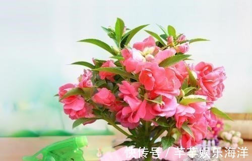 蔬菜水果|家里万万不要养这几种花,放一盆都会对身体不好,聪明人都懂避开