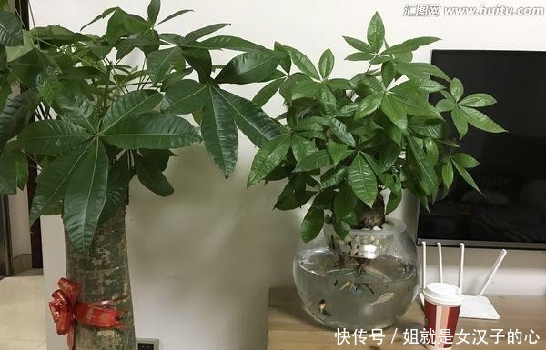 客厅摆上3种“树”,气派又吉利,枝繁叶茂,家人平安健康!