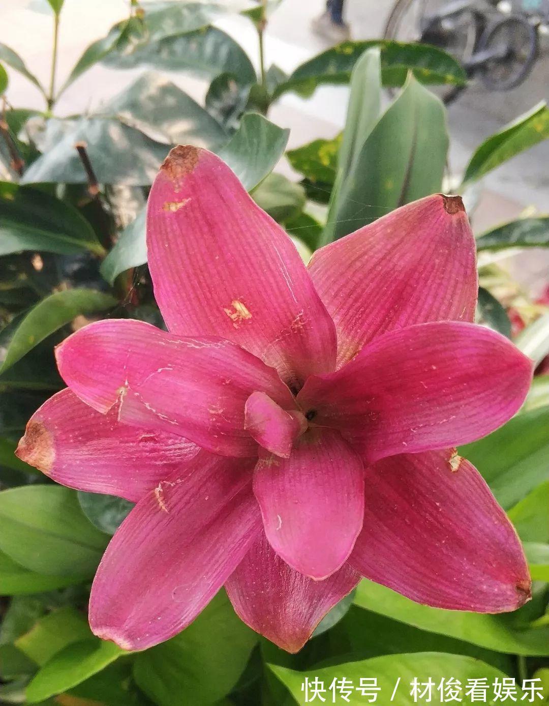 姜荷花|大爷养的“荷花”，窜的房顶高，垂下来变成花瀑布！