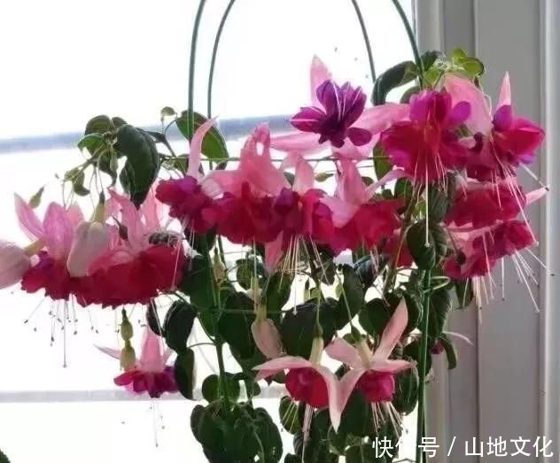 花盆里种的花不需要买泥土,用这种东西混合种的花草都很旺盛