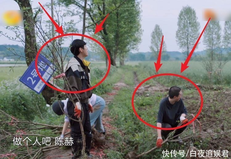 四棵树|何炅用张子枫来激励李诞干活，陈赫的话却把他逼急直喊：做个人吧