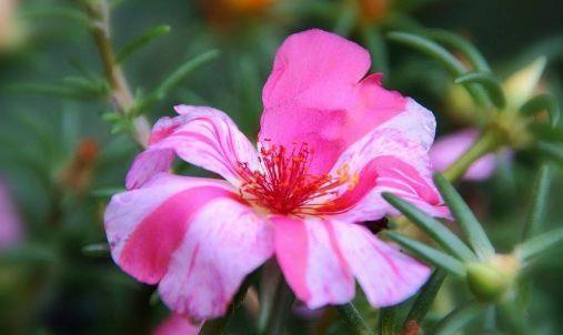 盆栽|6月29日开始,养花试试这几款,花儿开成满天星,颜色丰富多彩