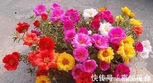 植物|想要短时间养出“爆盆花”，这几个品种最合适，一株就能呼呼长！