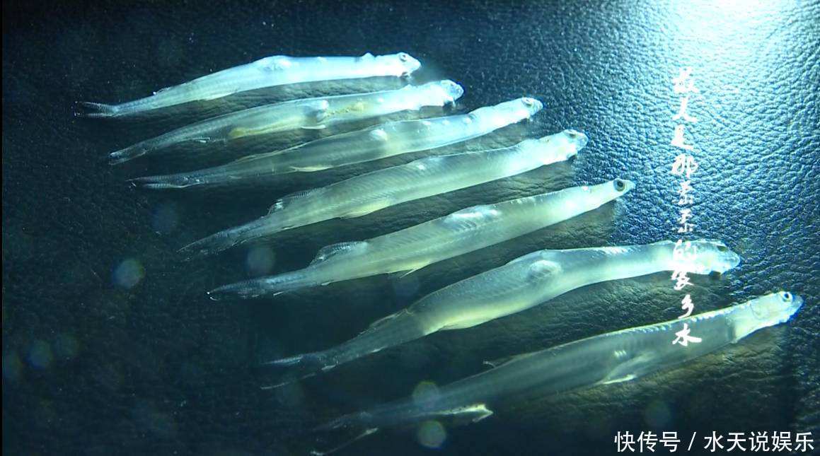 眼睛 这种鱼能够在水中“隐身”,除了眼睛之外,你很难看到它的肉体