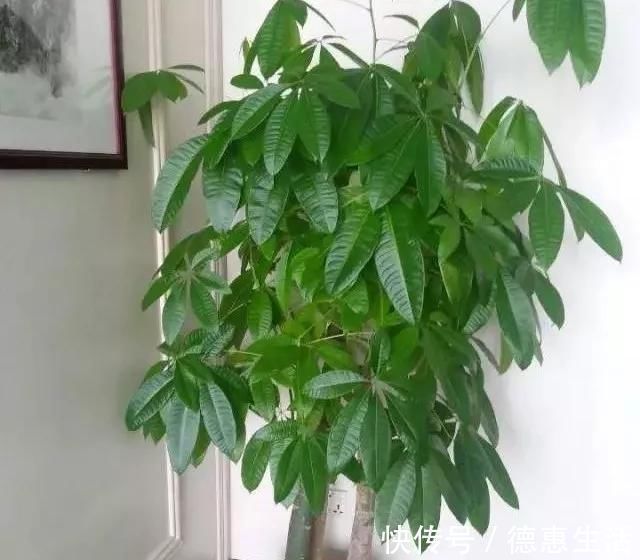 风信子|这16种花冬天越浇越死,3个月不管,反而长高个