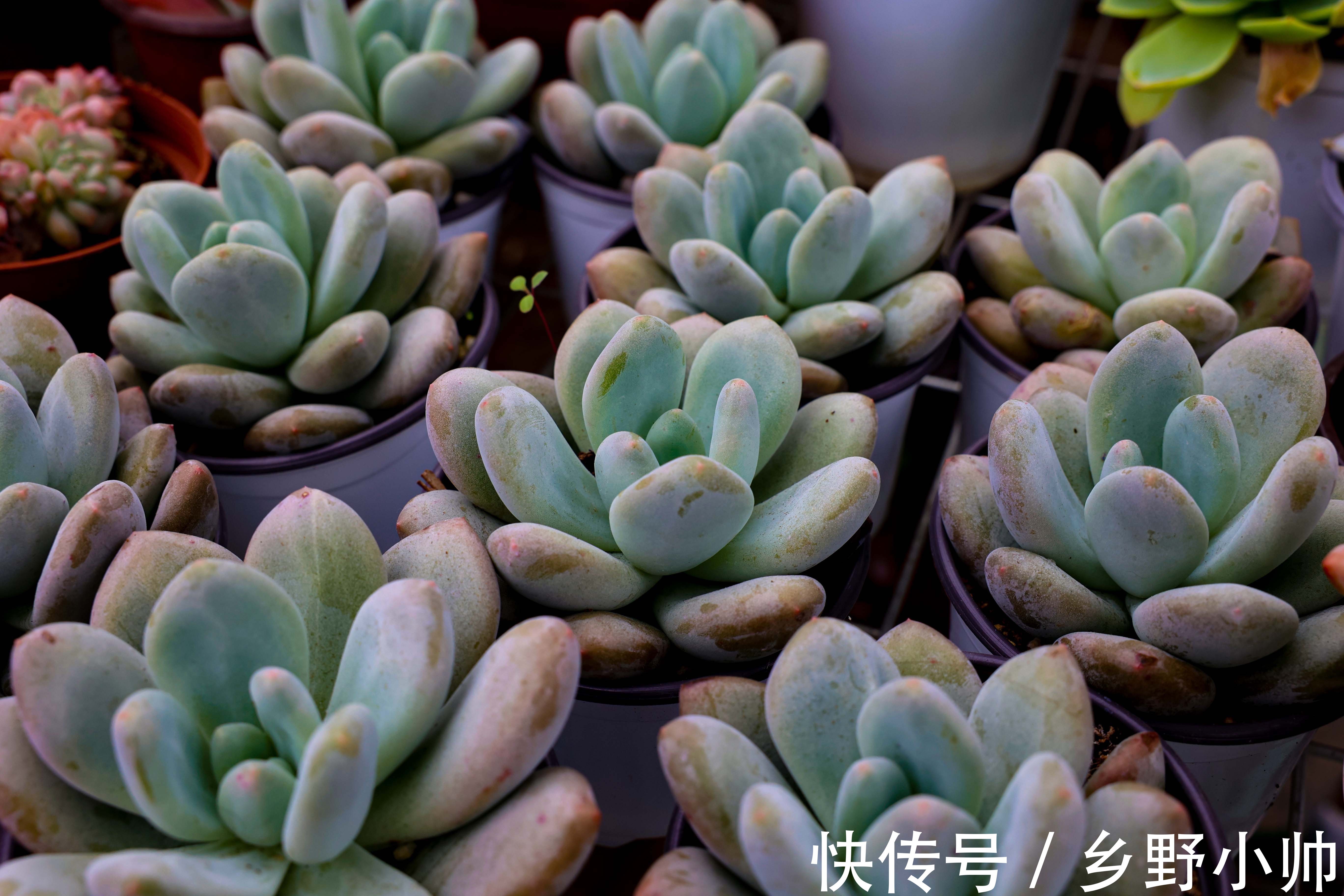 冬天多肉会生虫吗?多肉生虫怎么办?小帅为你带来多肉除虫小妙招