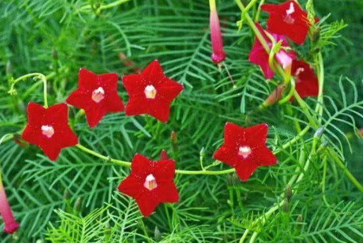 几种花卉花养在家里,妖艳妖娆,层层交叠,烂漫迷人眼