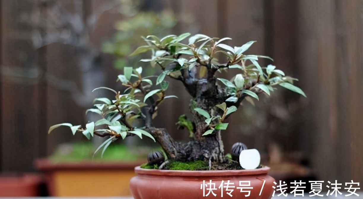 挑战用树桩打造盆景,满足这3要求,个个美如画、增值不少