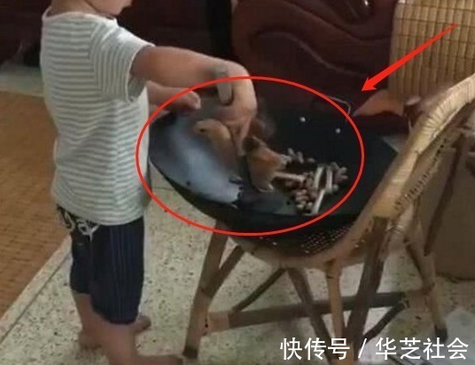 小鸡|妈妈给宝宝买了只小鸡,上完厕所回来,孩子的行为让妈妈无法淡定