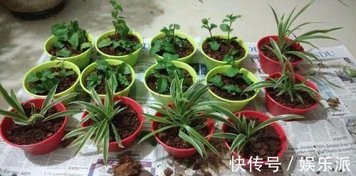 土壤|我用这方法扦插繁殖了几十盆的植物,薄荷、吊兰轻松培育