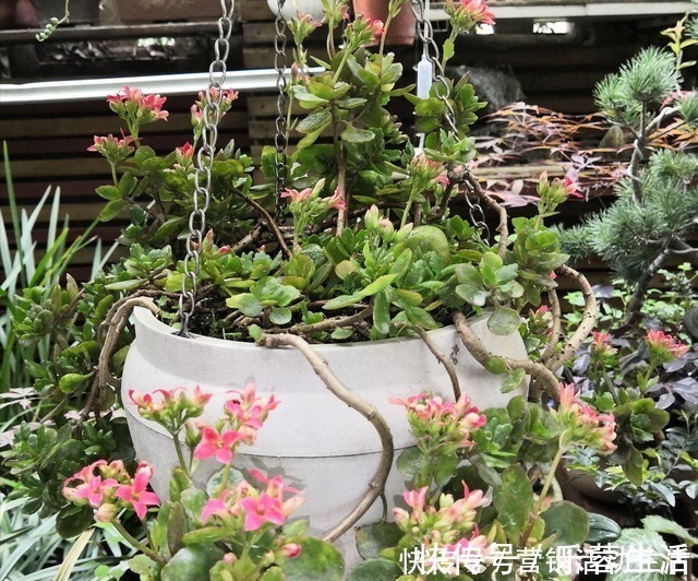 花花|3种花不能养老桩，开花越来越少，最后只剩光杆！