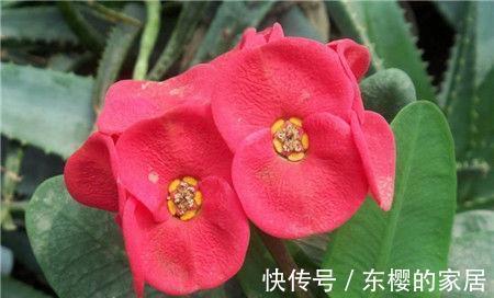 花卉|大暑过后选这几款花,经常爆盆的花卉,开花不断,看了就让人沉醉