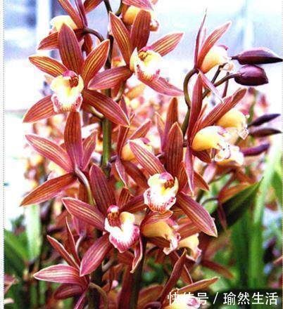 这2样东西放兰花水里，兰花用了，长的猛快