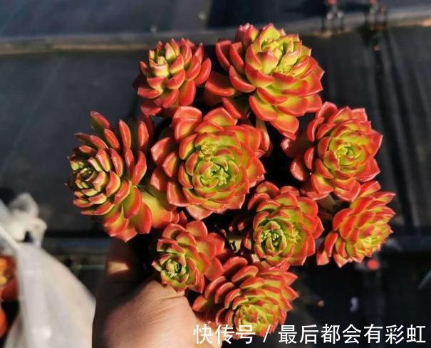多肉植物秋天如何出状态、不徒长，做好4点，叶片越长越艳
