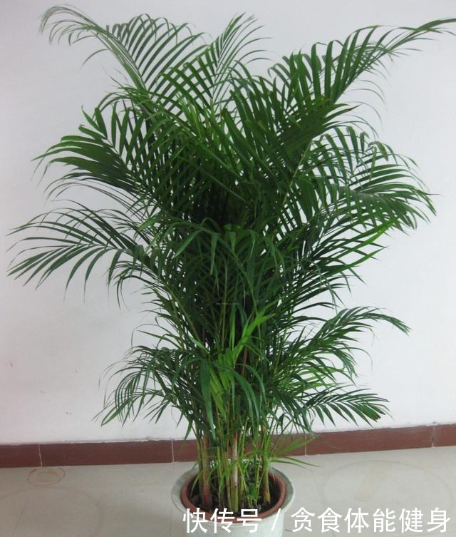 7种“耐阴花”,家中光照不足,照样生长茁壮,枝叶茂盛,长爆盆!