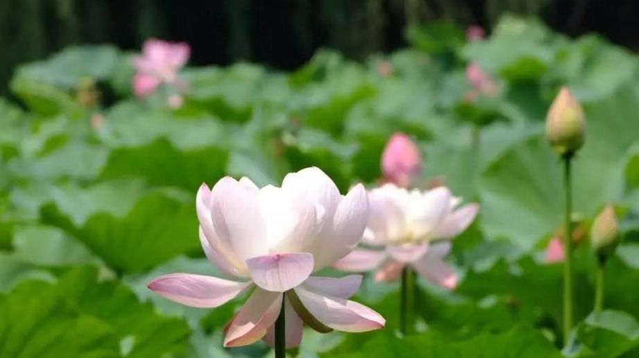 健康|夏日养生首选：它出淤泥而不染，不油不腻，健康美味！