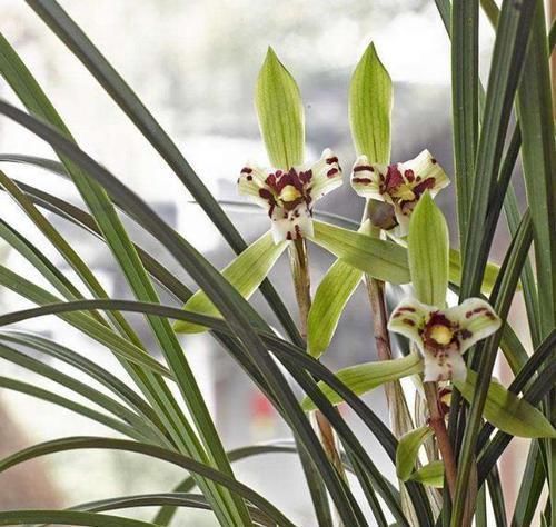 兰花叶片有黑斑，用上一点粉末，让它快恢复，平常使用能预防