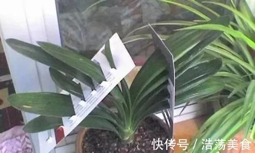 绿植|很多人觉得君子兰挑剔,很难养开花,了解几点,花苞冒不停