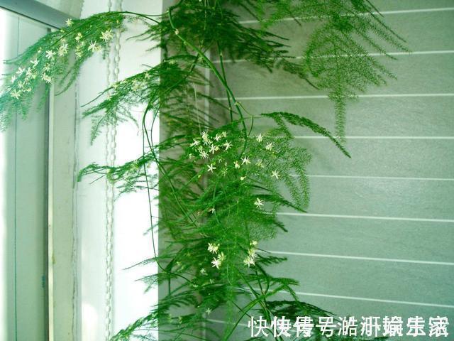 花卉|文竹黄叶不要慌,这“3种”物品,兑水浇盆里,黄叶全不见!