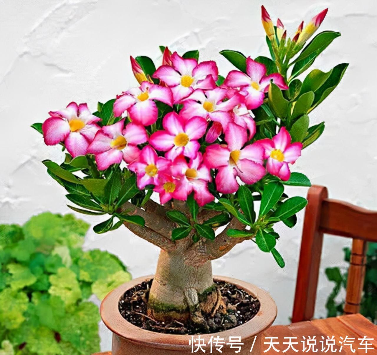 立冬后,养这10种花,切记不能多浇水,养不活都是由于手太勤