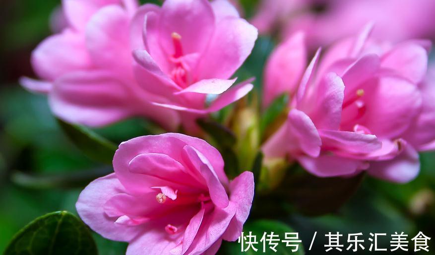 霜降之后就养这几种花,花开艳丽,开花持续到春节,寓意还很好